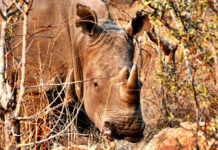 Eight suspected poachers