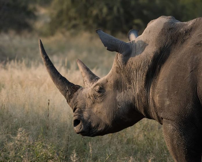 Mzansi Rhino