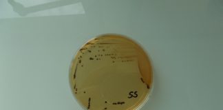 salmonella outbreak