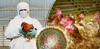 H5 and H7 avian influenza viruses